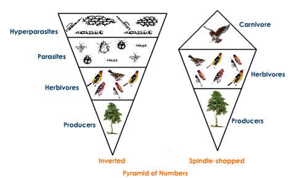 Ecology, and Ecosystem |ForumIAS