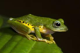 The Myristica swamp tree frog