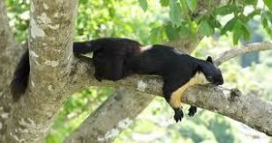 The Malayan Giant Squirrel