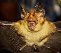 Kolar Leaf Nosed Bat