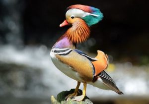 The Mandarin Ducks