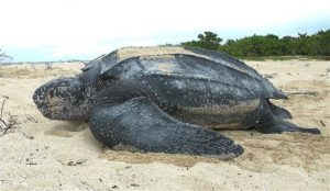 The Giant Leatherback Turtle