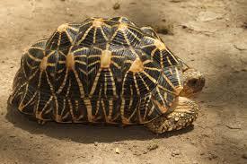The Indian star tortoises