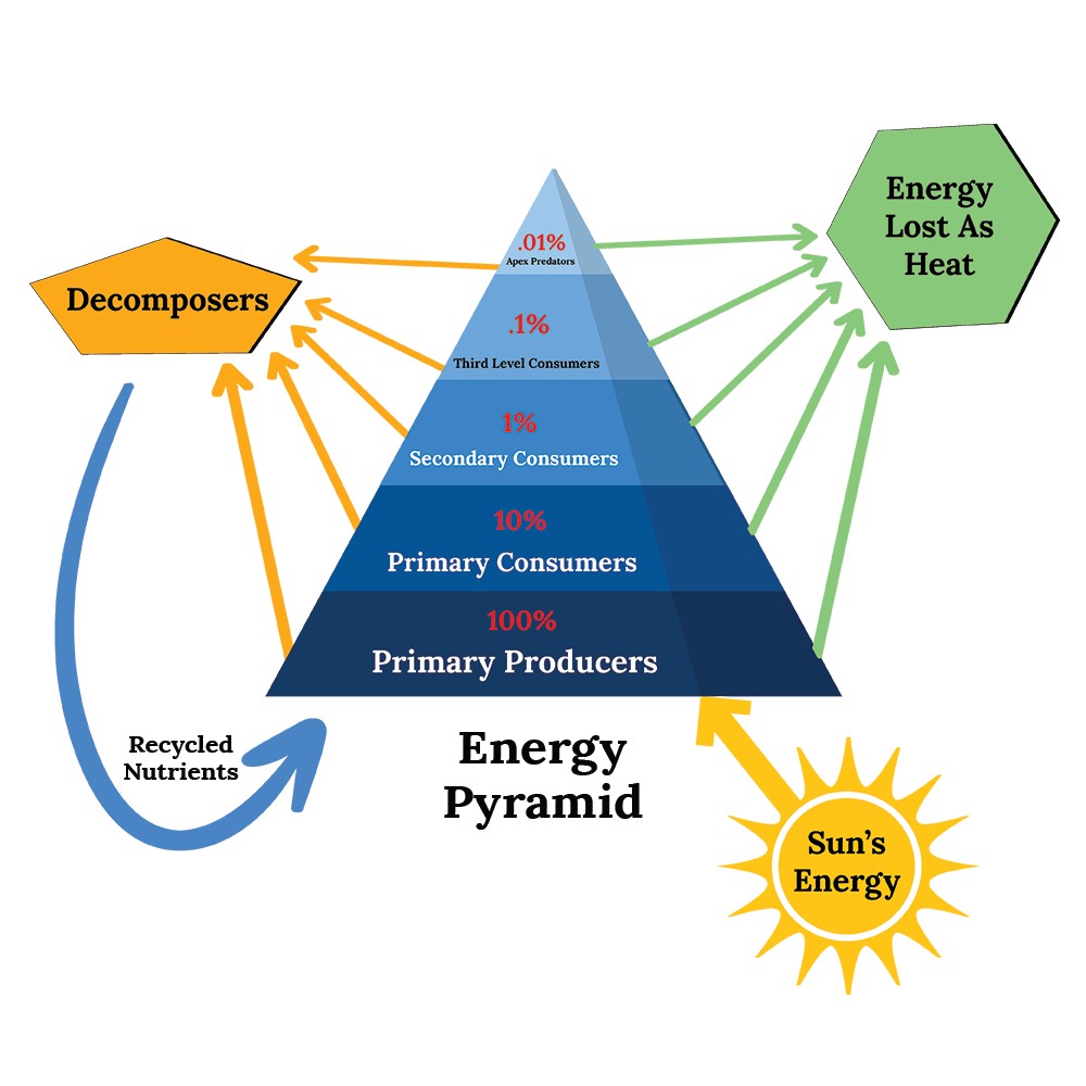 Ecology And Ecosystem ForumIAS   Pyramid Of Energy 1 