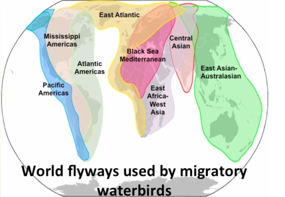 Central Asian Flyway