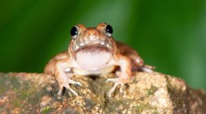 Minervarya Pentali - a new frog species