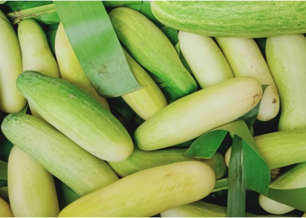 Naga Cucumbers