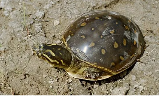 Indian Flapshell Turtle