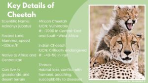 The image depicts main features of Cheetah