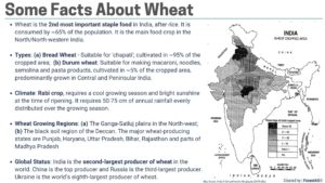 Facts About Wheat Wheat Producing Regions Ban on Wheat Export UPSC