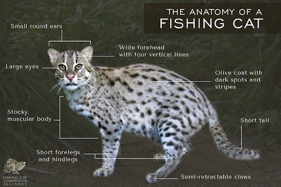 World’s first fishing cat census done in Chilika ForumIAS Blog