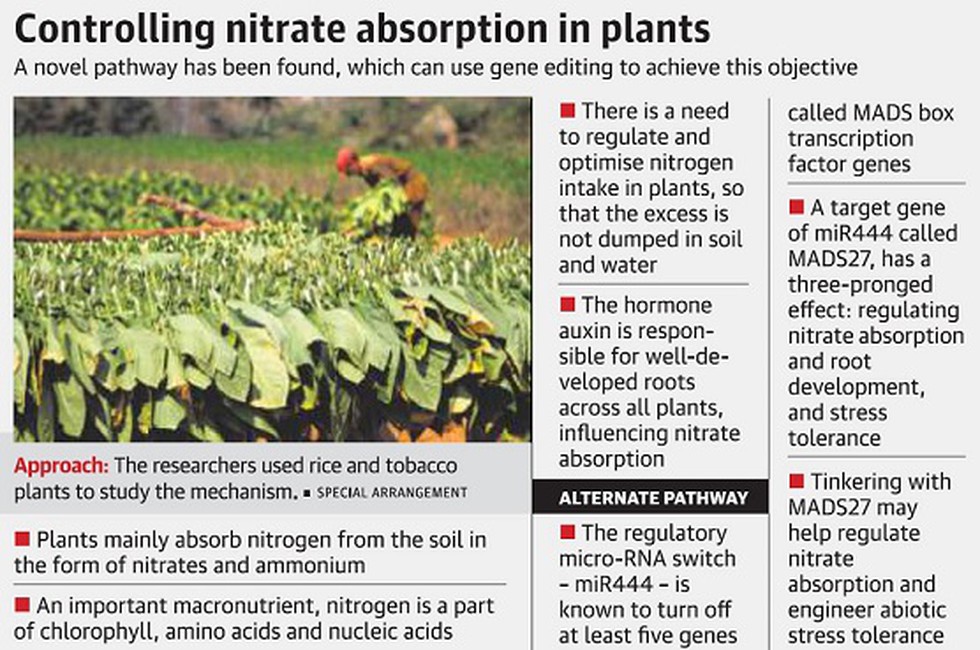 Nitrate absorption