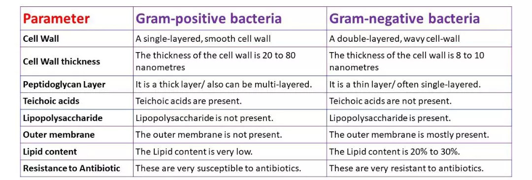 Gram Positive and Gram Negative Bacteria