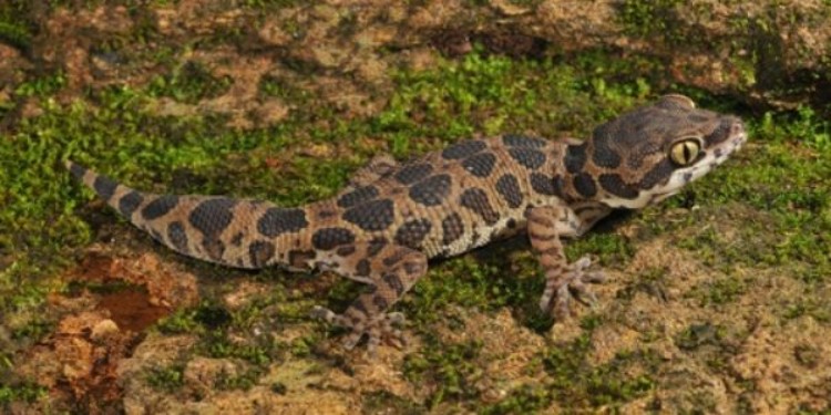 Jeypore Ground Gecko