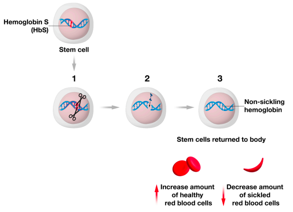 Gene Correction UPSC