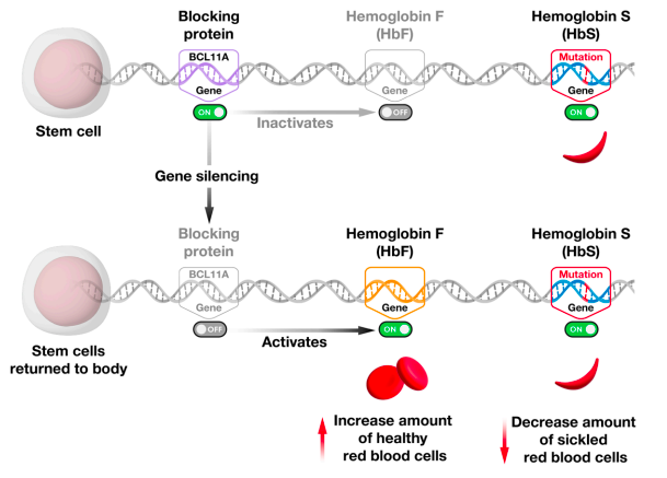 Gene Silencing UPSC