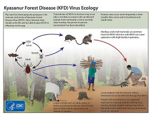 Kyasanur forest disease(KFD