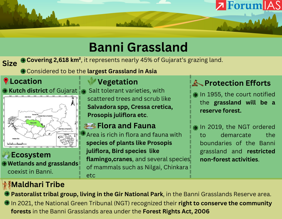 Banni Grassland