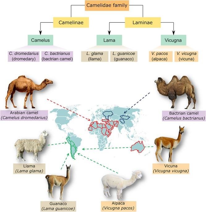 Camelids Family