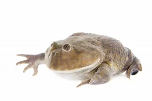 Budgett Frog