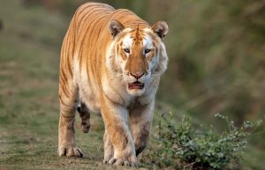 Golden Tiger