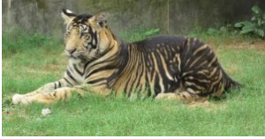 Melanistic tiger