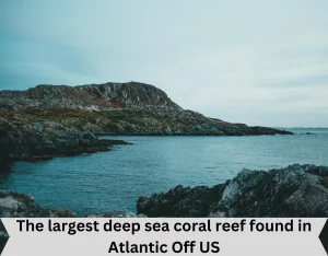 The largest deep sea coral reef found in Atlantic Off US