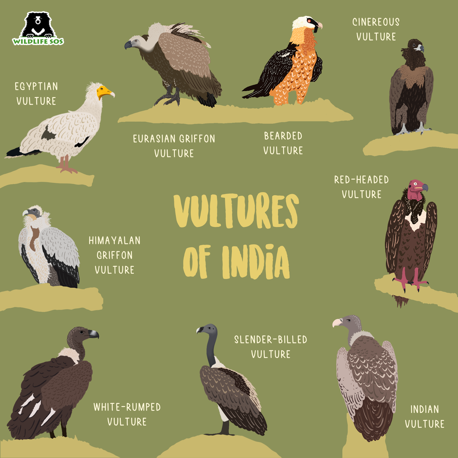 Vultures Birds Size