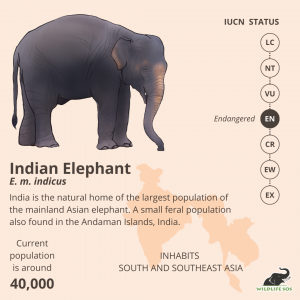 asian elephant