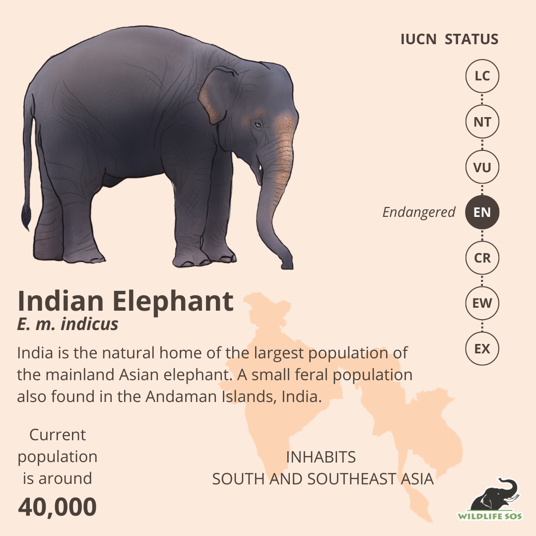 Elephant Extinction