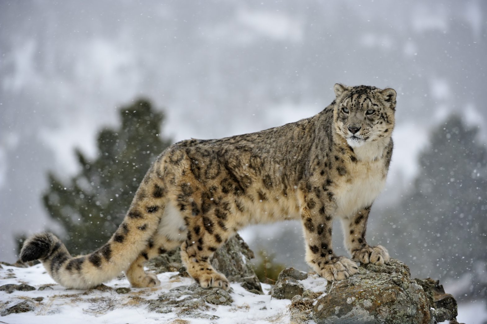 Snow Leopard |ForumIAS