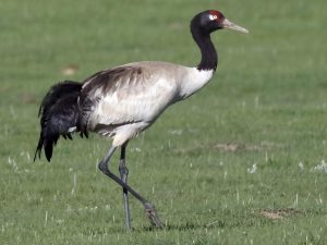 Black-necked crane