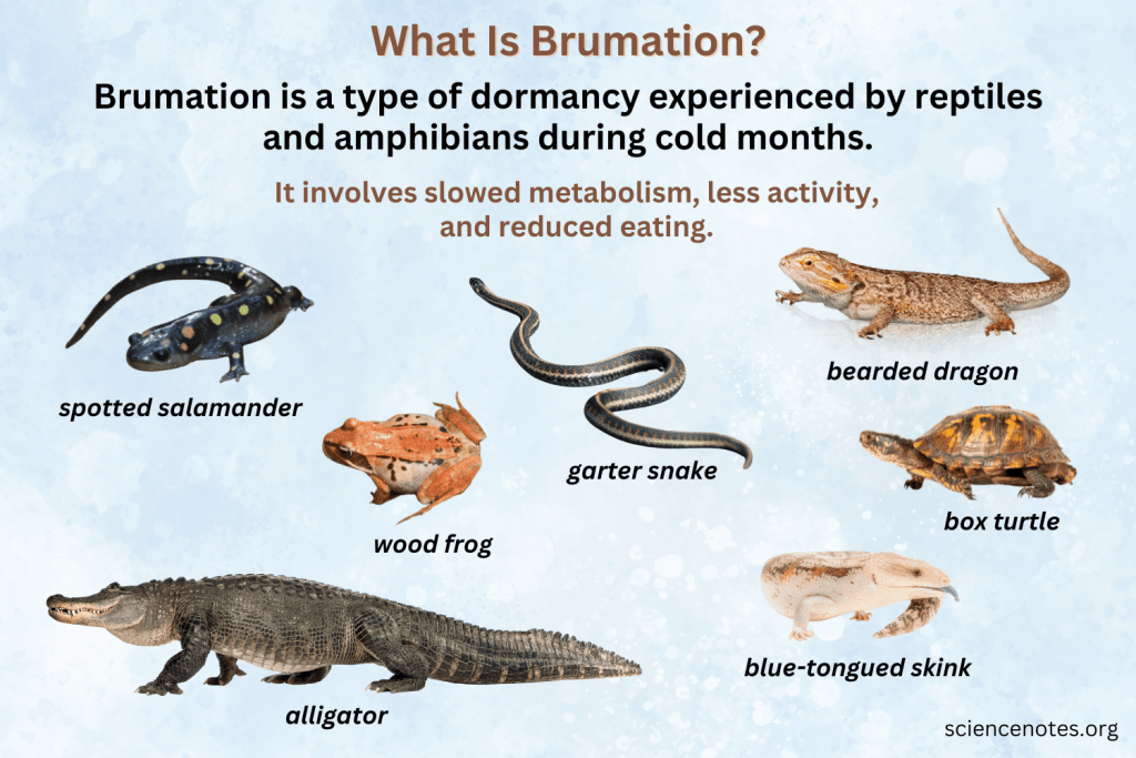 Brumation