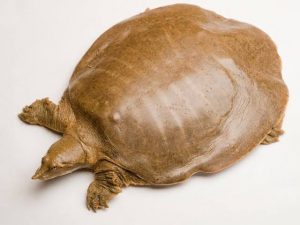 Cantor's Giant Softshell turtle