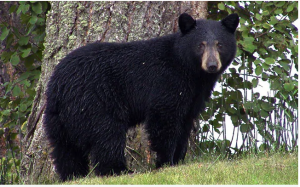 Himalayan black bear