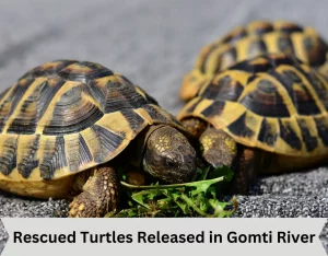 Rescued Turtles Released in Gomti River