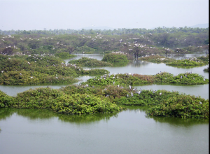 Vedanthangal Bird Sanctuary