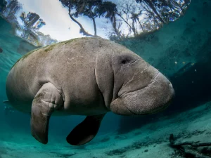 Manatee