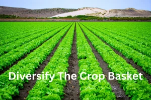 Diversify the crop basket
