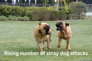 Rising number of stray dog attacks