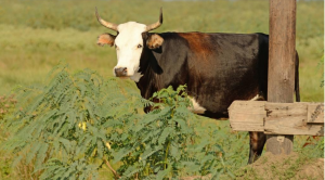 Criollo cattle