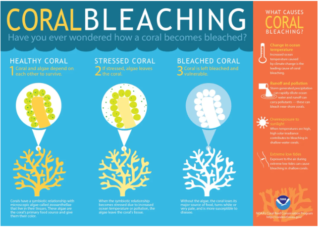 coral bleaching