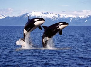 Killer Whales