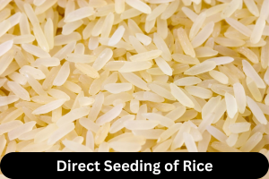 Direct Seeding of Rice