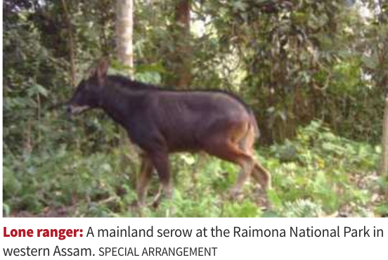 Mainland Serow