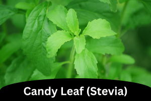 Candy Leaf (Stevia)