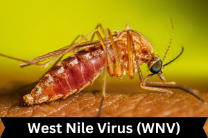 West Nile Virus