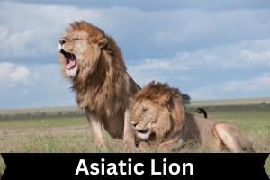 Asiatic Lion