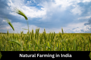 Natural Farming in India