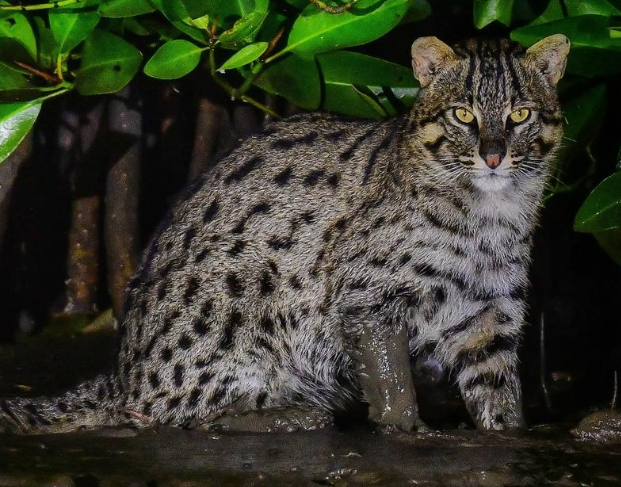 Fishing cat